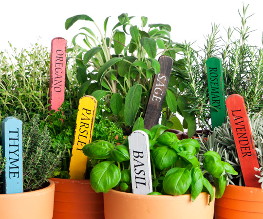 Herbs Manufacturer Supplier Wholesale Exporter Importer Buyer Trader Retailer in Howrah West Bengal India